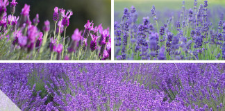 Lavendel, Lavandula angustifolia