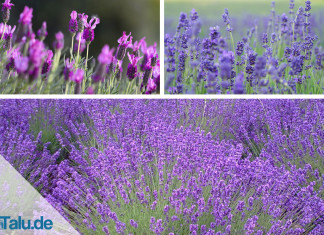Lavendel, Lavandula angustifolia