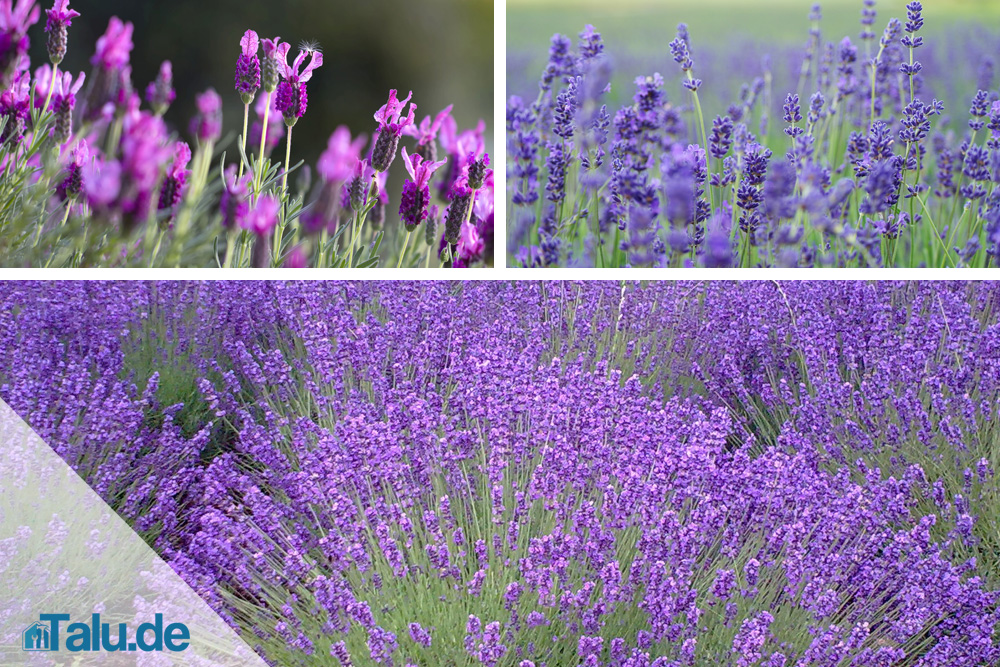 Lavendel, Lavandula angustifolia