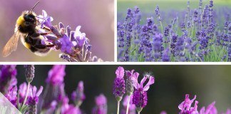 Blütezeit von Lavendel