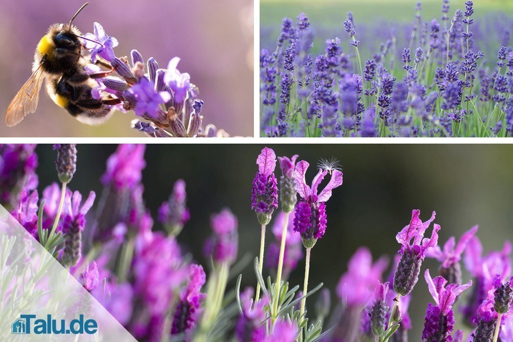 Blütezeit von Lavendel