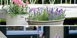 Lavendel pflegen