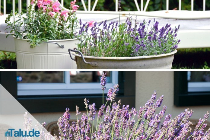 Lavendel Pflege In Garten Und Topf Talu De