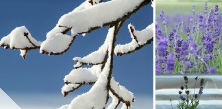 Lavendel überwintern