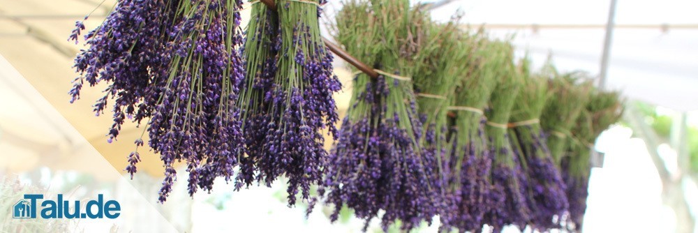 Lavendel-trocknen