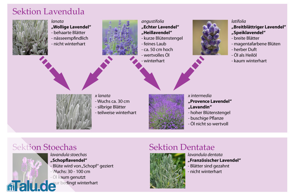 Lavendelsorten - Überblick