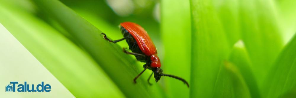 Lilienkäfer