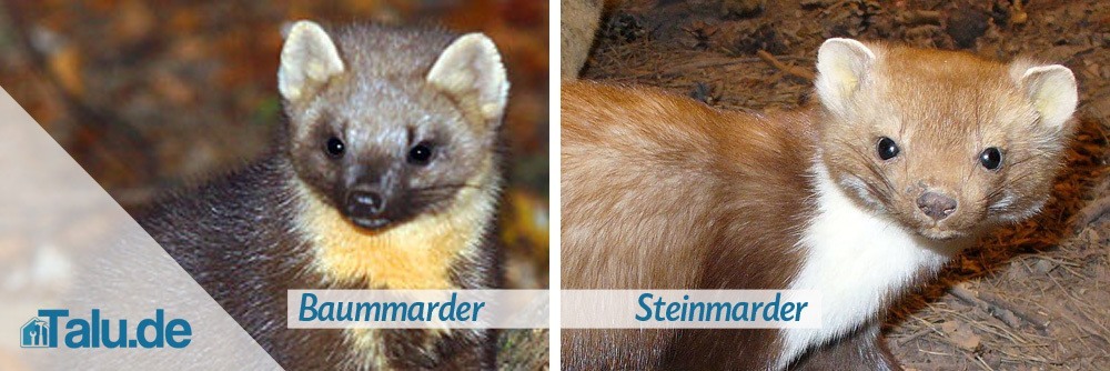 Baummarder und Steinmarder