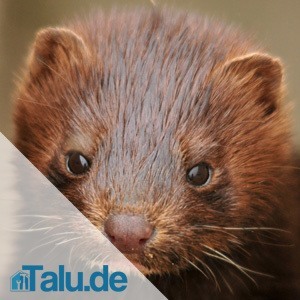 Marderjunges