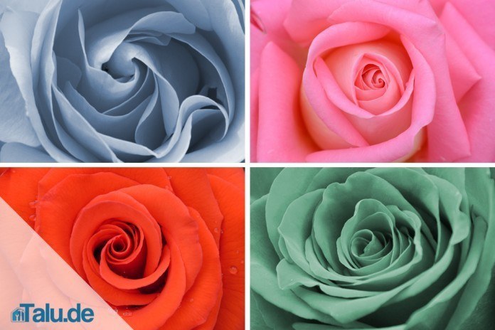 Rosen-B-pb Rosen schneiden - Beitrag