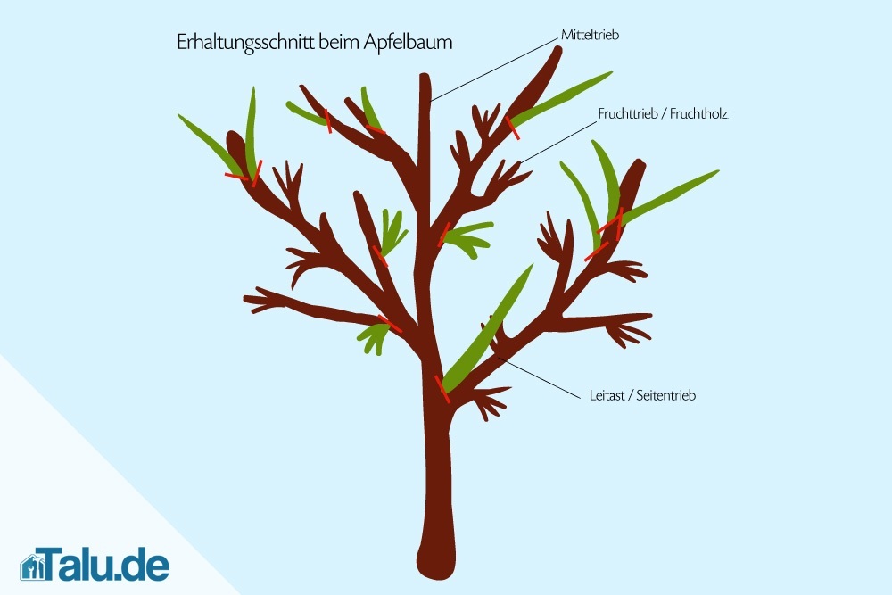 apfelbaum-erhaltungsschnitt-grafik