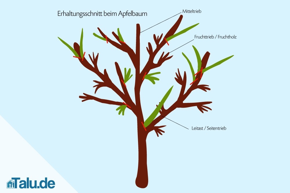 Anleitung: Apfelbaum selbst schneiden - Apfelbaumschnitt 