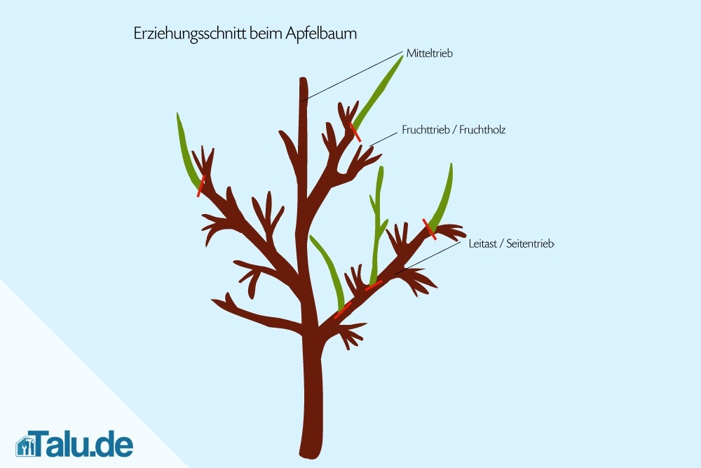apfelbaum-erziehungsschnitt-grafik
