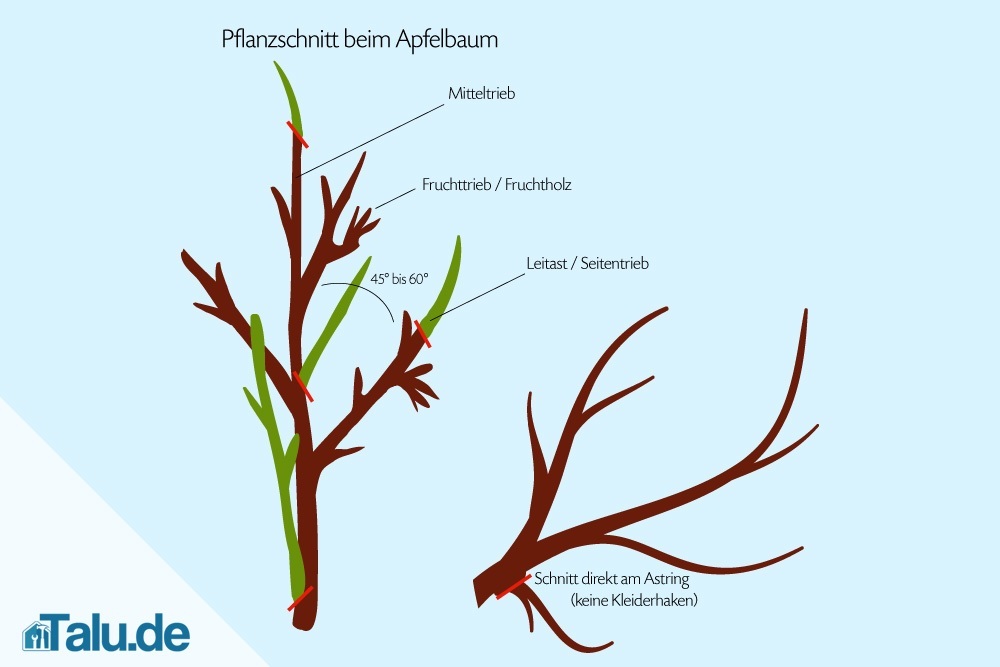 25+ elegant Sammlung Wann Apfelbäume Schneiden : Apfelbaum schneiden Vorgehensweise - Garten Mix : Der jährliche schnitt hilft dem baum, jedes jahr eine große menge an neuen früchten auszubilden.