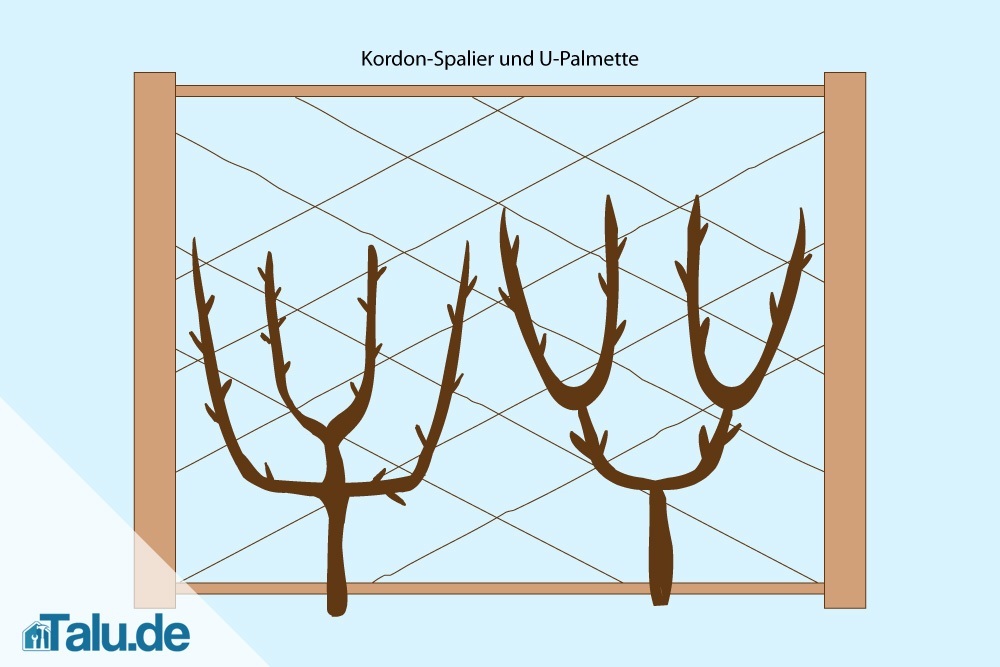 apfelbaum-spalier-formen