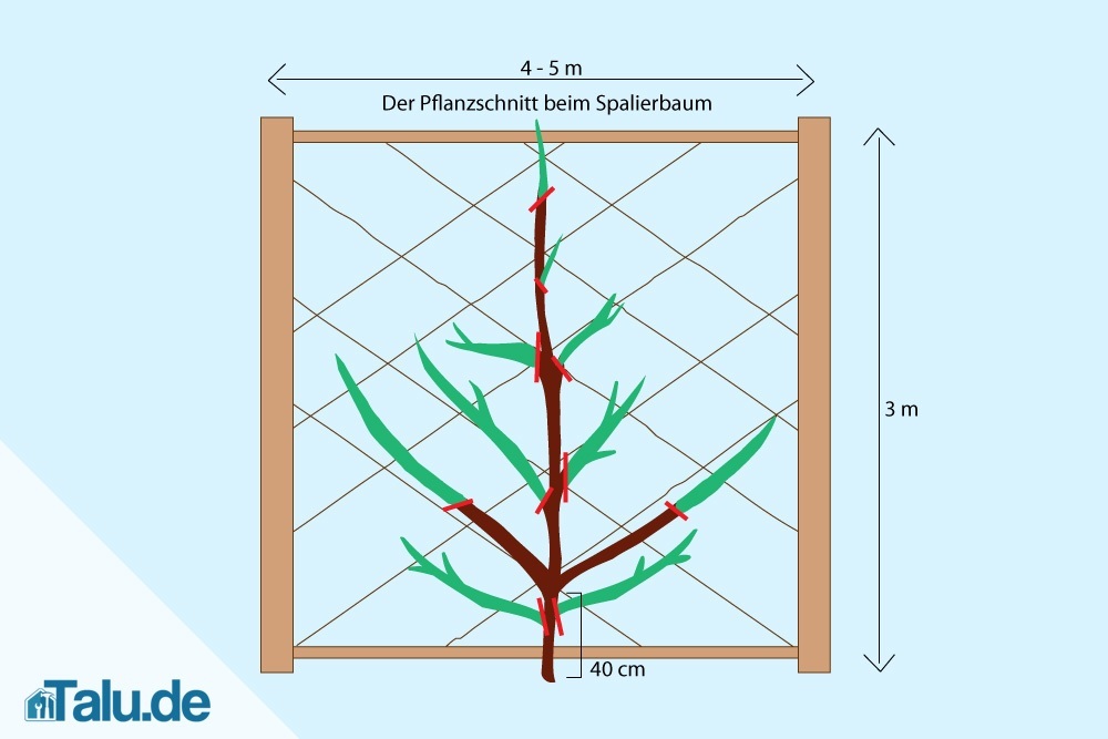 Apfelbaum als Spalier