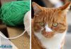 Katzenspielzeug selber machen