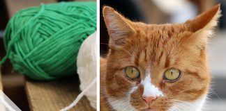Katzenspielzeug selber machen