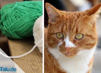 Katzenspielzeug selber machen