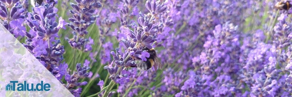 Lavendel überwintern