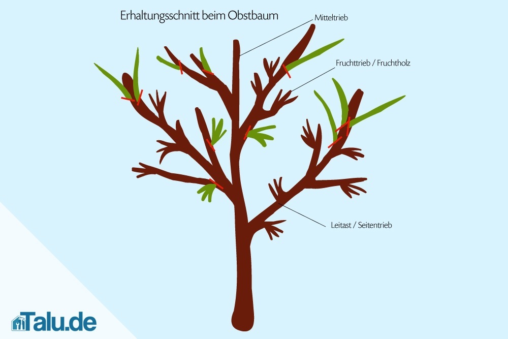 Obstbäume schneiden - so gelingt der Obstbaumschnitt - Talu.de