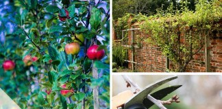 Obstbäume schneiden