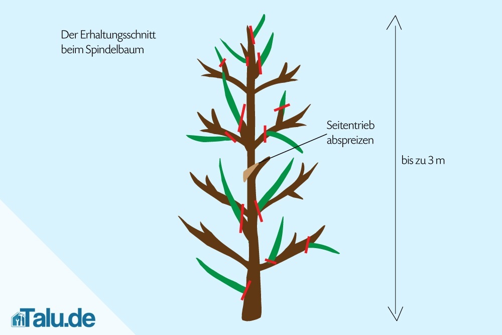spindelbaum-schneiden-erhaltungsschnitt