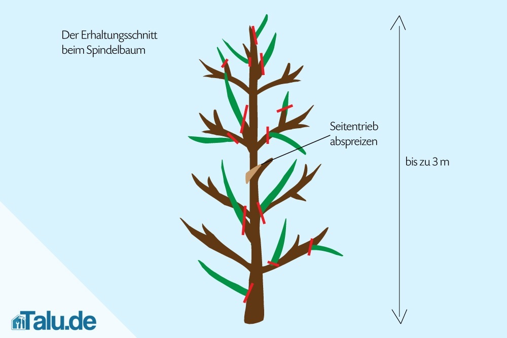 Apfelbaum als Spindel- und Spalier in Form schneiden