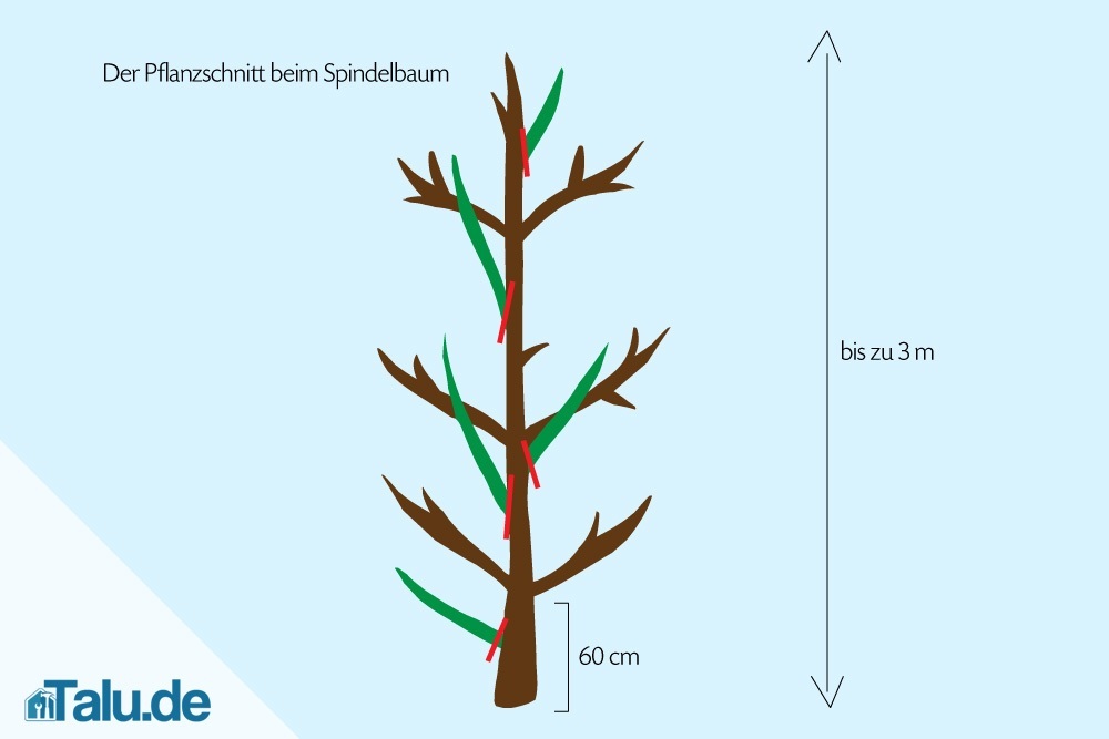 spindelbaum-schneiden-pflanzschnitt