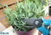 Lavendel schneiden