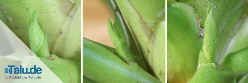 Bromelien bilden Kindel