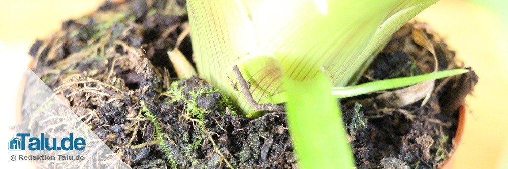 Bromelien bevorzugen lockeres Substrat