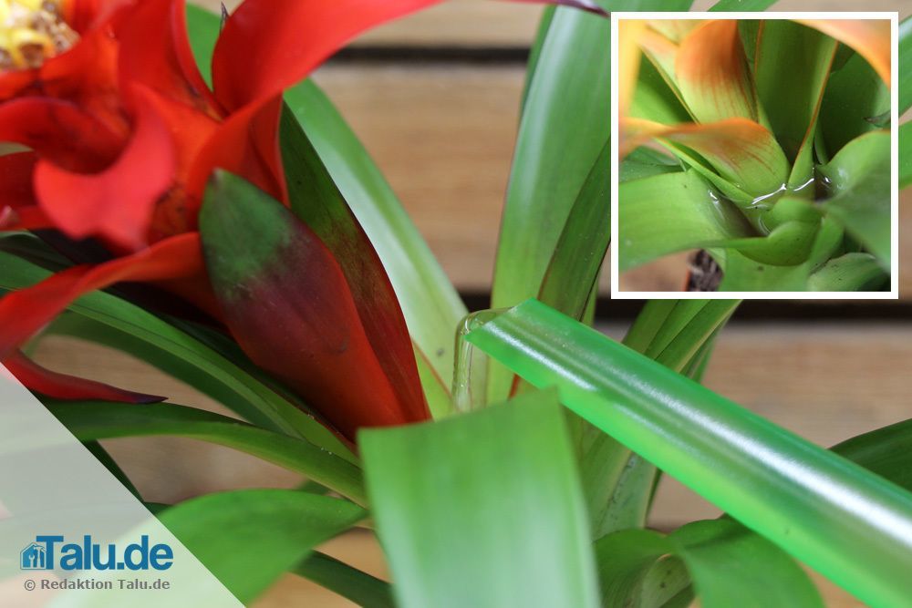 Nur in den Trichter der Bromelienblüte gießen