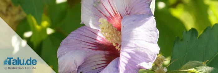Der richtige Standort für Hibiskus in Garten und Zimmer - Talu.de