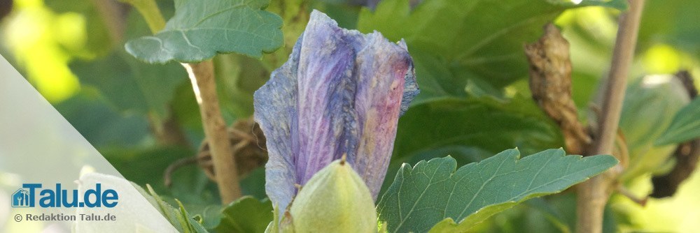 Gartenhibiskus ist empfindlich gegen Regen