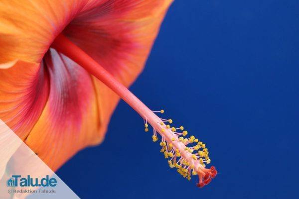 Der richtige Standort für Hibiskus in Garten und Zimmer - Talu.de