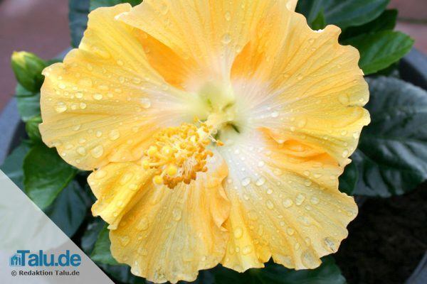 Hibiskus Talu.de