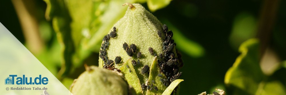 Blattläuse an den Knospen
