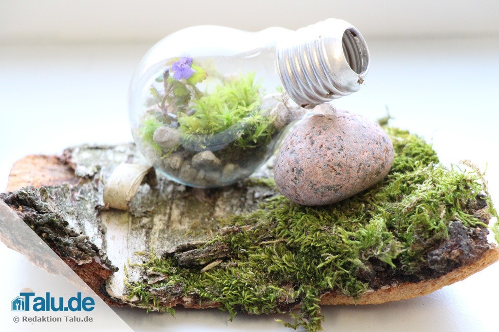 Das fertige Terrarium in einer Glühbirne