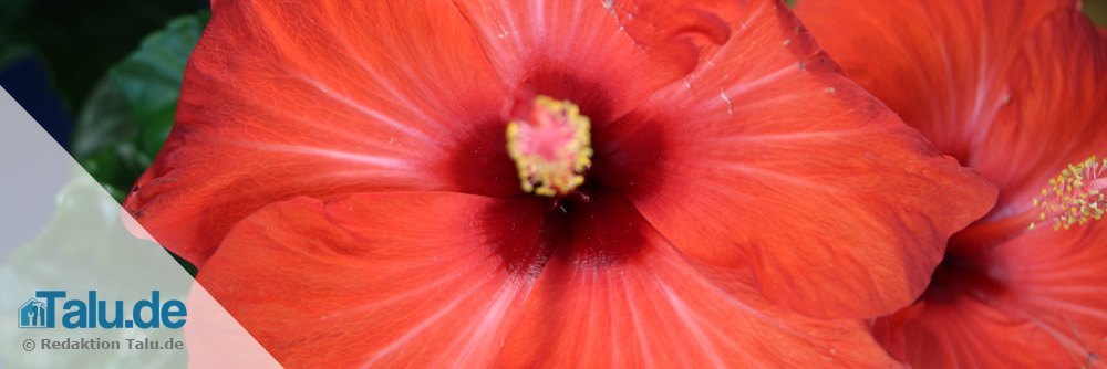 Zimmerhibiskus