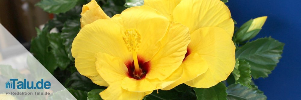 Zimmerhibiskus