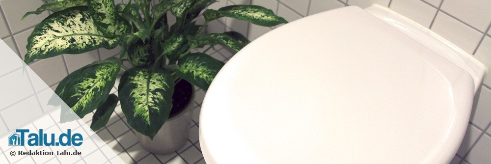 Toilette