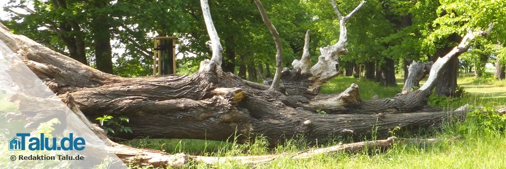 Kranker Baum