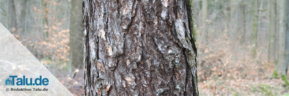 Baum