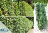 Hecke schneiden