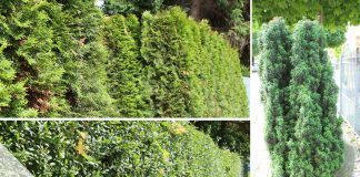 Hecke schneiden