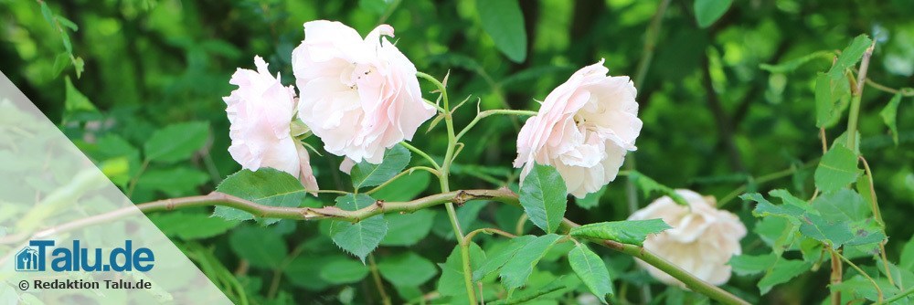 Naturgarten-Rose