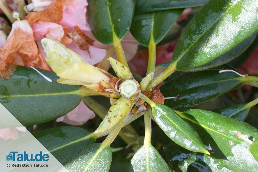 Neue Knospen sind gut erkennbar