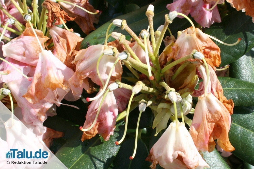 Verwelkte Blüten