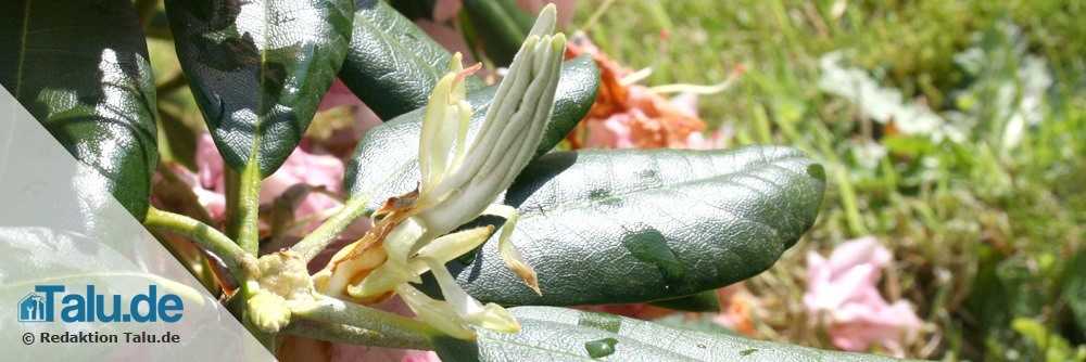 Entfernte Blüten zeigen die neuen Triebe
